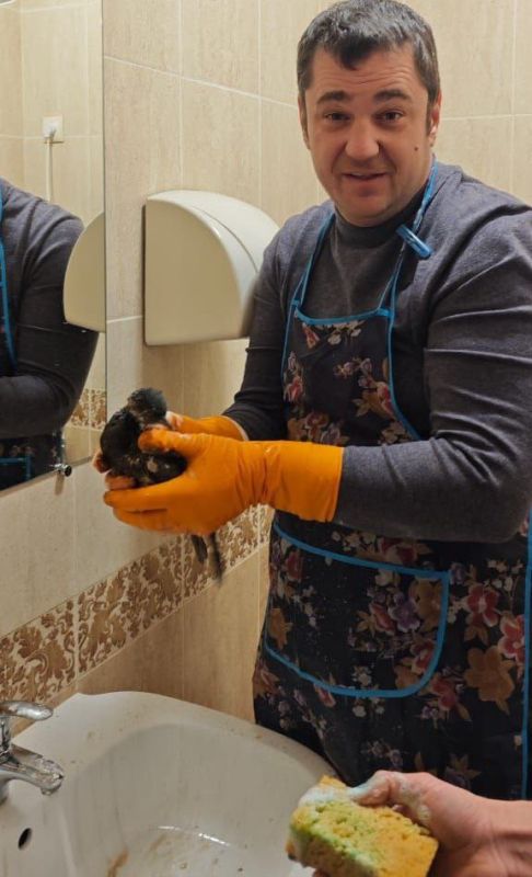 В Ялте спасли около 60 птиц, пострадавших от разлива нефтепродуктов В Ялте спасли около 60 птиц, пострадавших от разлива нефтепродуктов