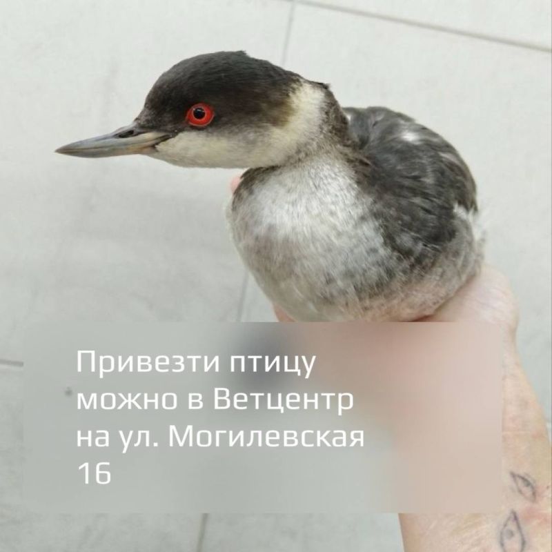 Мазутное пятно обнаружили на входе в Балаклавскую бухту Мазутное пятно обнаружили на входе в Балаклавскую бухту