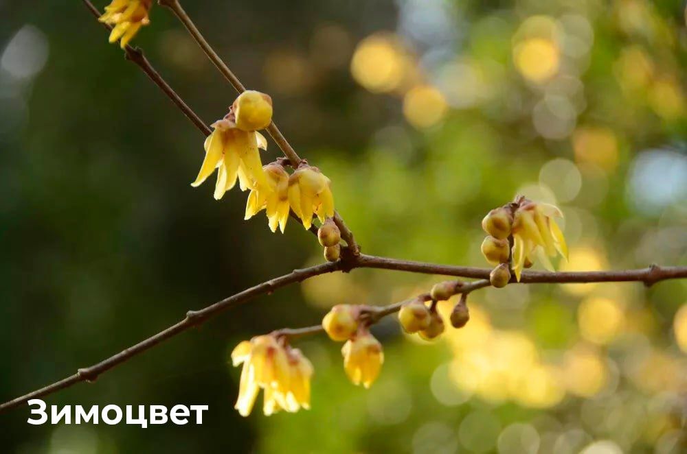 Новогодний букет: что цвете в Крыму в начале января Новогодний букет: что цвете в Крыму в начале января