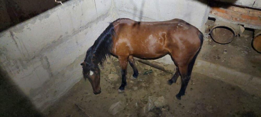 � ������� ��������� "����-����" �������� ������ �� 4-�������� ���