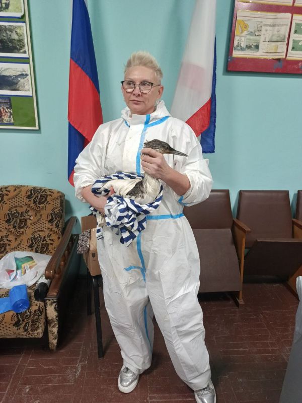 В городах Крыма организована работа по спасению птиц, пострадавших от разлива нефтепродуктов в Керченском проливе В городах Крыма организована работа по спасению птиц, пострадавших от разлива нефтепродуктов в Керченском проливе