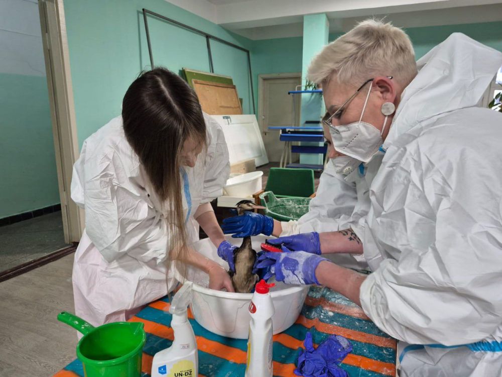 В городах Крыма организована работа по спасению птиц, пострадавших от разлива нефтепродуктов в Керченском проливе В городах Крыма организована работа по спасению птиц, пострадавших от разлива нефтепродуктов в Керченском проливе