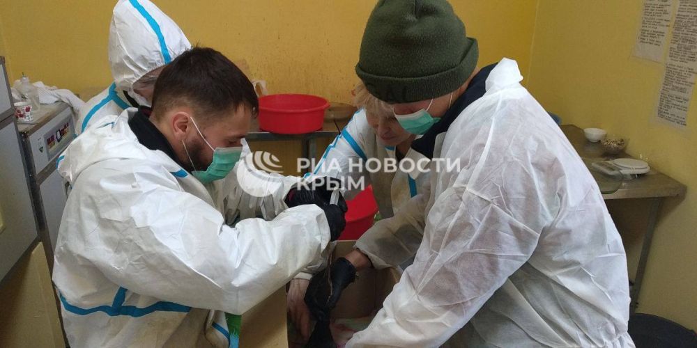 Волонтеры в Керчи круглосуточно помогают пострадавшим от разлива мазута птицам Волонтеры в Керчи круглосуточно помогают пострадавшим от разлива мазута птицам