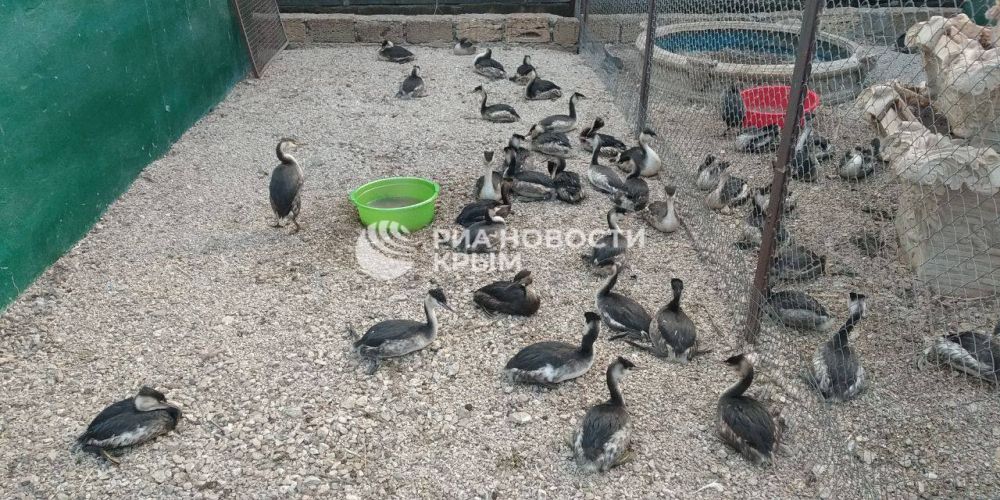 Волонтеры в Керчи круглосуточно помогают пострадавшим от разлива мазута птицам Волонтеры в Керчи круглосуточно помогают пострадавшим от разлива мазута птицам