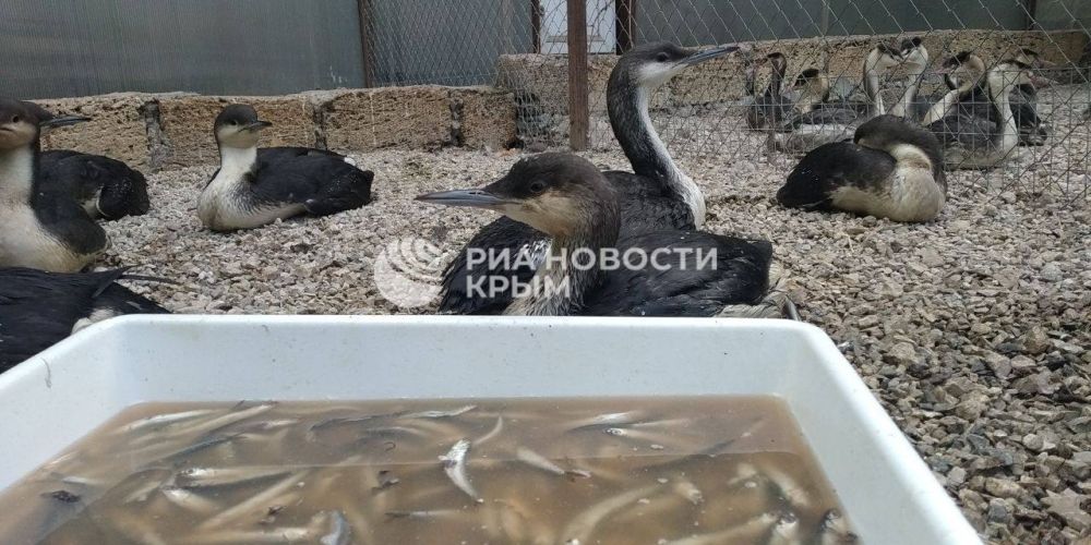 Волонтеры в Керчи круглосуточно помогают пострадавшим от разлива мазута птицам Волонтеры в Керчи круглосуточно помогают пострадавшим от разлива мазута птицам