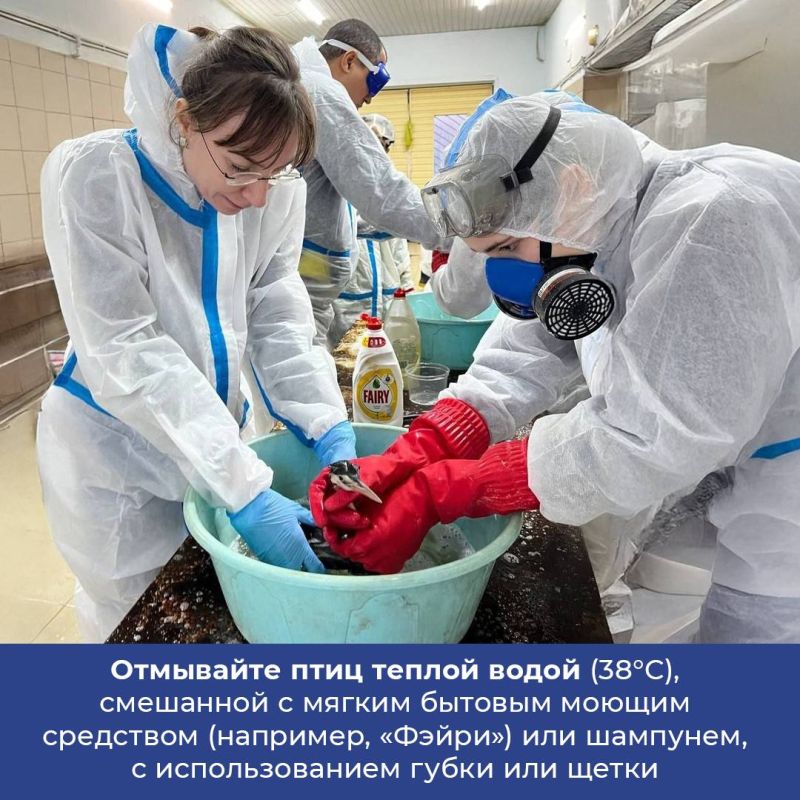 Разработаны рекомендации по работе с птицами пострадавшими от загрязнения мазутом в Черном море Разработаны рекомендации по работе с птицами пострадавшими от загрязнения мазутом в Черном море