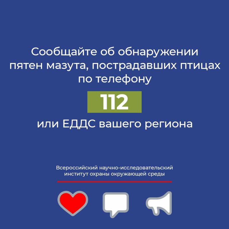 Разработаны рекомендации по работе с птицами пострадавшими от загрязнения мазутом в Черном море Разработаны рекомендации по работе с птицами пострадавшими от загрязнения мазутом в Черном море