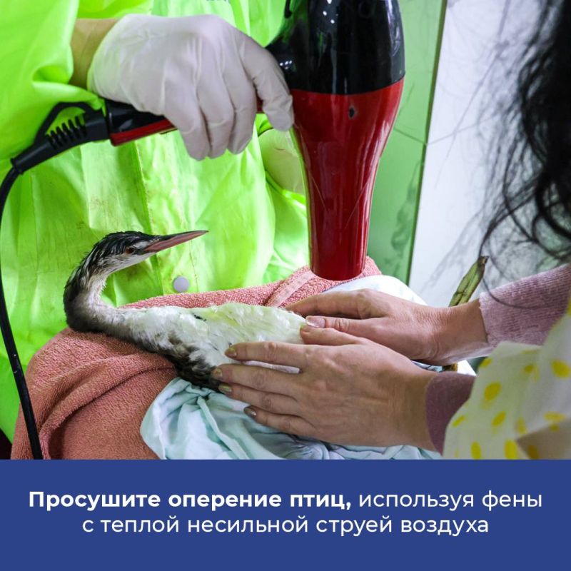 Разработаны рекомендации по работе с птицами пострадавшими от загрязнения мазутом в Черном море Разработаны рекомендации по работе с птицами пострадавшими от загрязнения мазутом в Черном море