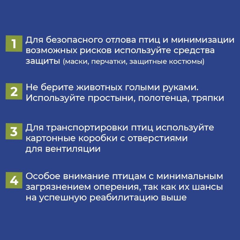 Разработаны рекомендации по работе с птицами пострадавшими от загрязнения мазутом в Черном море Разработаны рекомендации по работе с птицами пострадавшими от загрязнения мазутом в Черном море