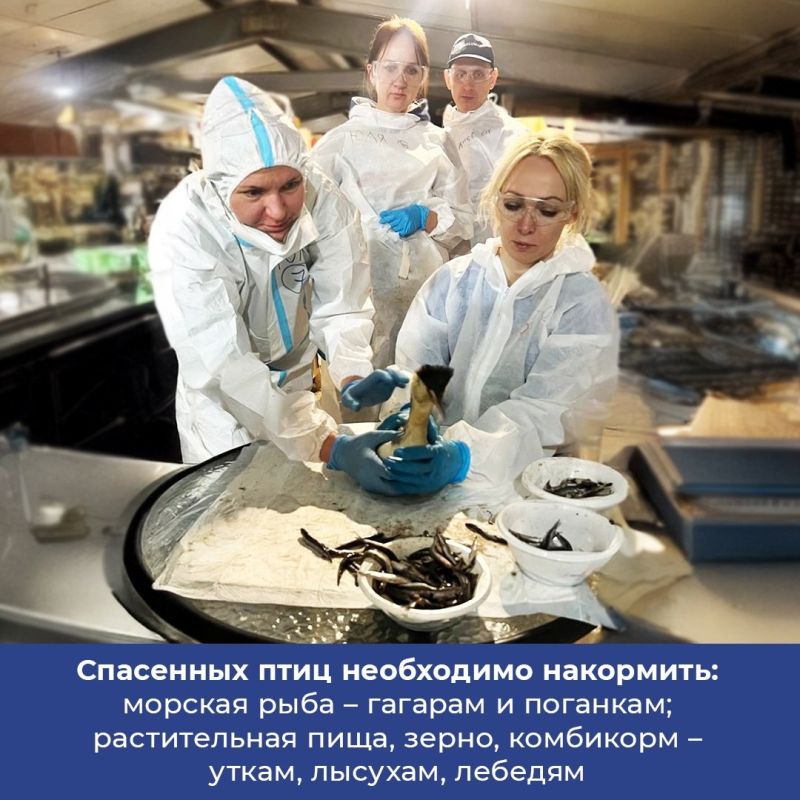 Разработаны рекомендации по работе с птицами пострадавшими от загрязнения мазутом в Черном море Разработаны рекомендации по работе с птицами пострадавшими от загрязнения мазутом в Черном море