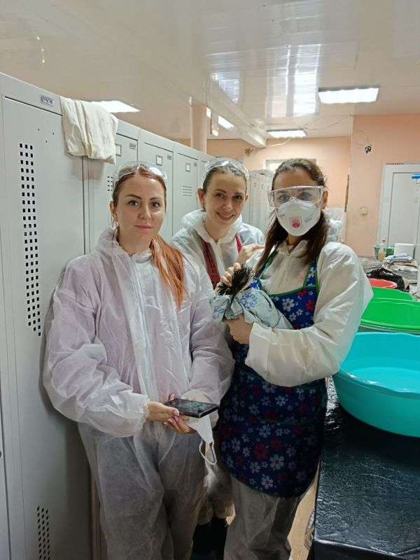 В Евпатории ветеринары и волонтеры спасли 45 птиц В Евпатории ветеринары и волонтеры спасли 45 птиц