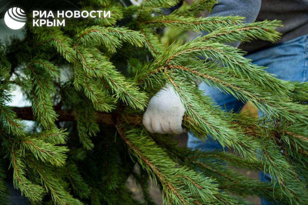 Переработанные новогодние елки используют в сельском и городском хозяйстве