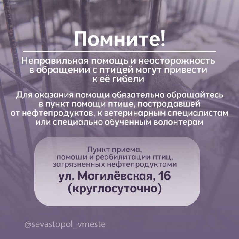 Главное правило при помощи птицам — не навреди Главное правило при помощи птицам — не навреди