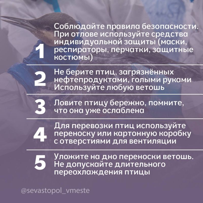 Главное правило при помощи птицам — не навреди Главное правило при помощи птицам — не навреди