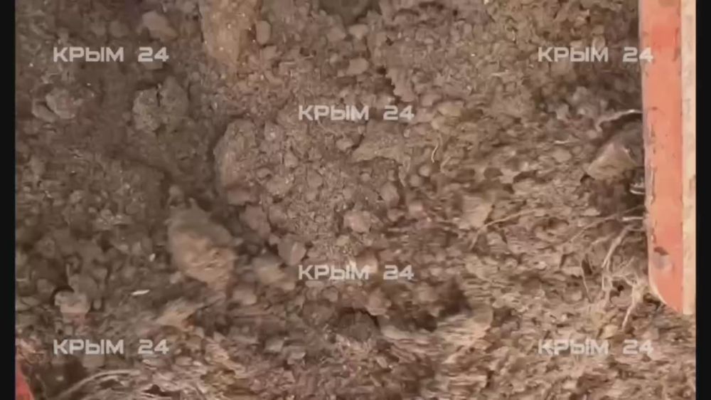 � ���� �������� ���������� ������ ���������� � �������� ���������