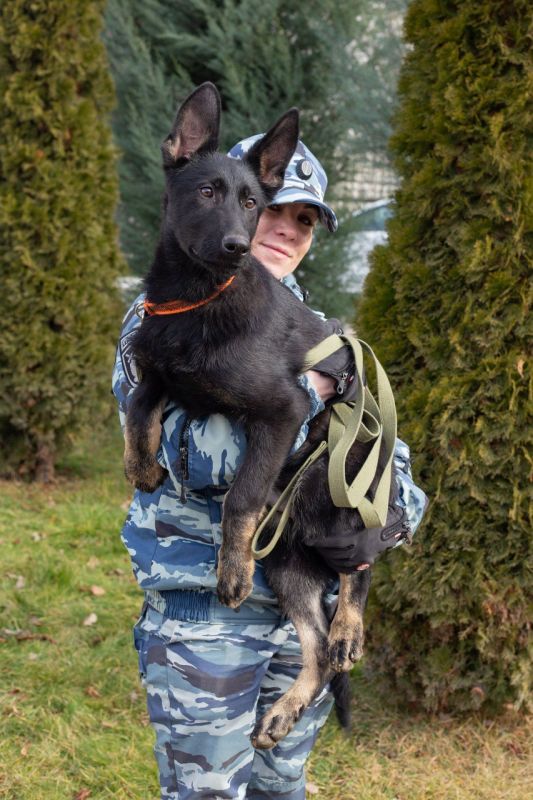 Начальник отделения по разведению, выращиванию, дрессировке и тренировке служебных собак Центра кинологической службы МВД по Республике Крым майор полиции Мария Волкова и ее четверолапый напарник по кличке Жетон желают всем... Начальник отделения по разведению, выращиванию, дрессировке и тренировке служебных собак Центра кинологической службы МВД по Республике Крым майор полиции Мария Волкова и ее четверолапый напарник по кличке Жетон желают всем...