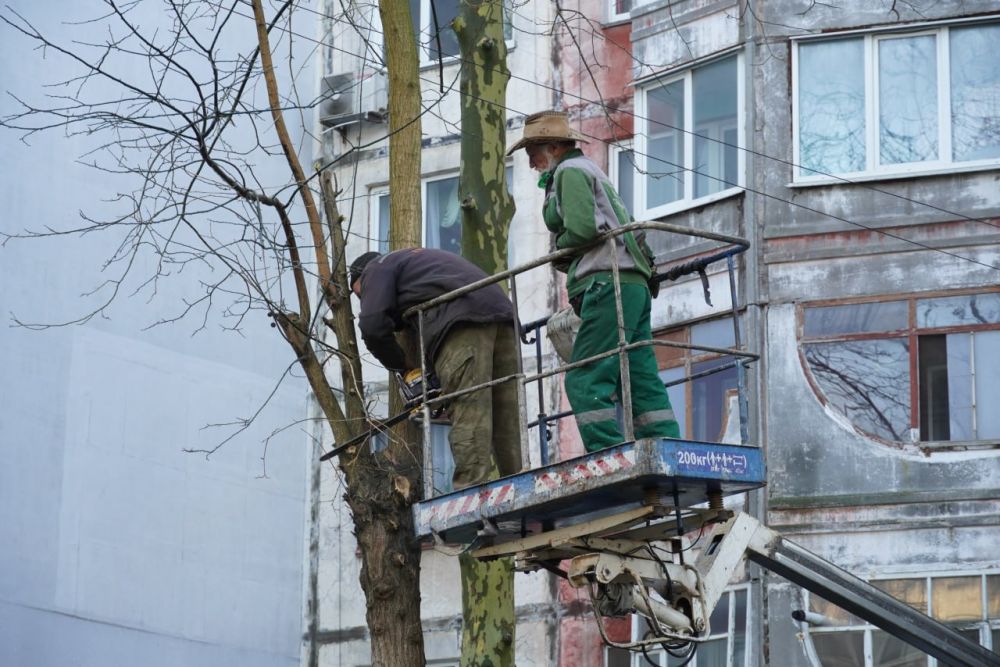 В Керчи продолжается работа по санитарной обрезке веток, кронированию и сносу аварийных деревьев В Керчи продолжается работа по санитарной обрезке веток, кронированию и сносу аварийных деревьев