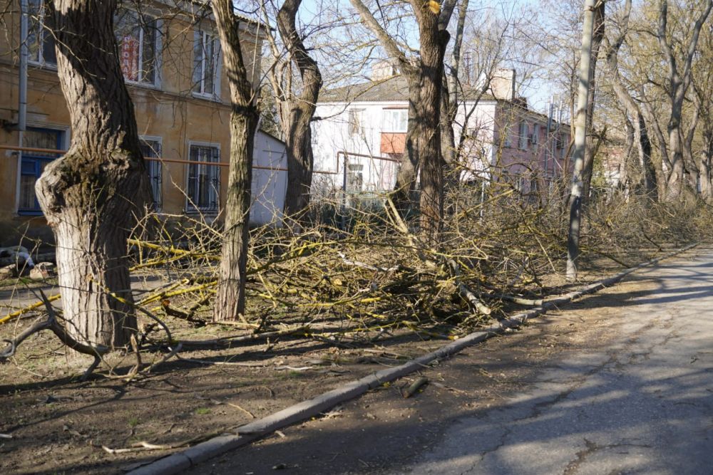 В Керчи продолжается работа по санитарной обрезке веток, кронированию и сносу аварийных деревьев В Керчи продолжается работа по санитарной обрезке веток, кронированию и сносу аварийных деревьев
