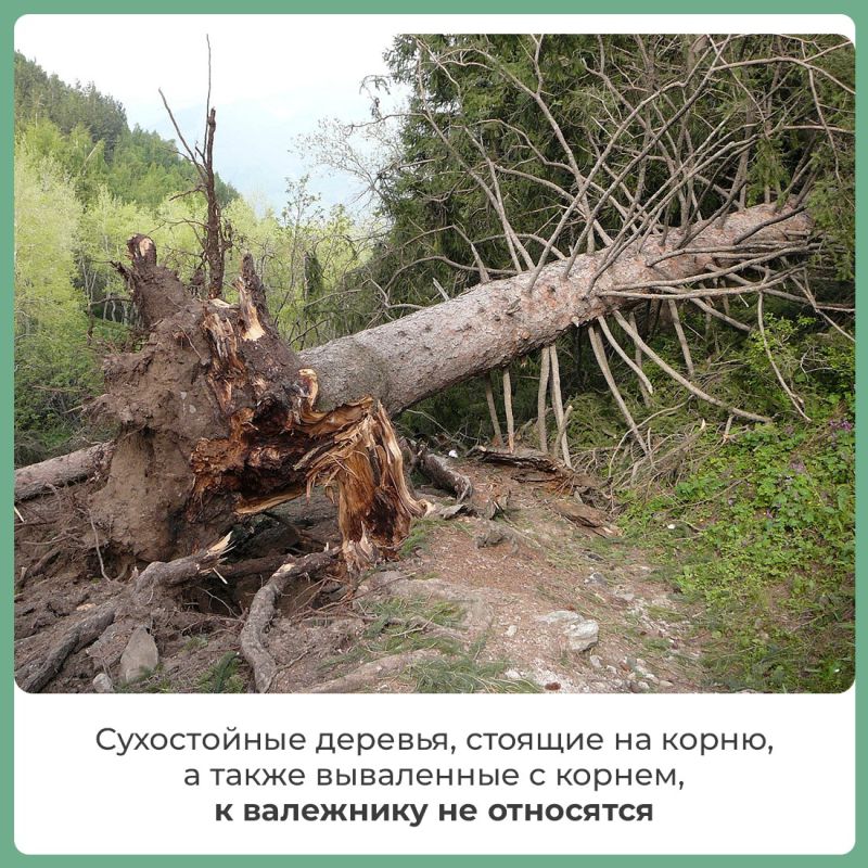 Валежник включён в перечень недревесных лесных ресурсов и его можно собирать в любом количестве для собственных нужд Валежник включён в перечень недревесных лесных ресурсов и его можно собирать в любом количестве для собственных нужд