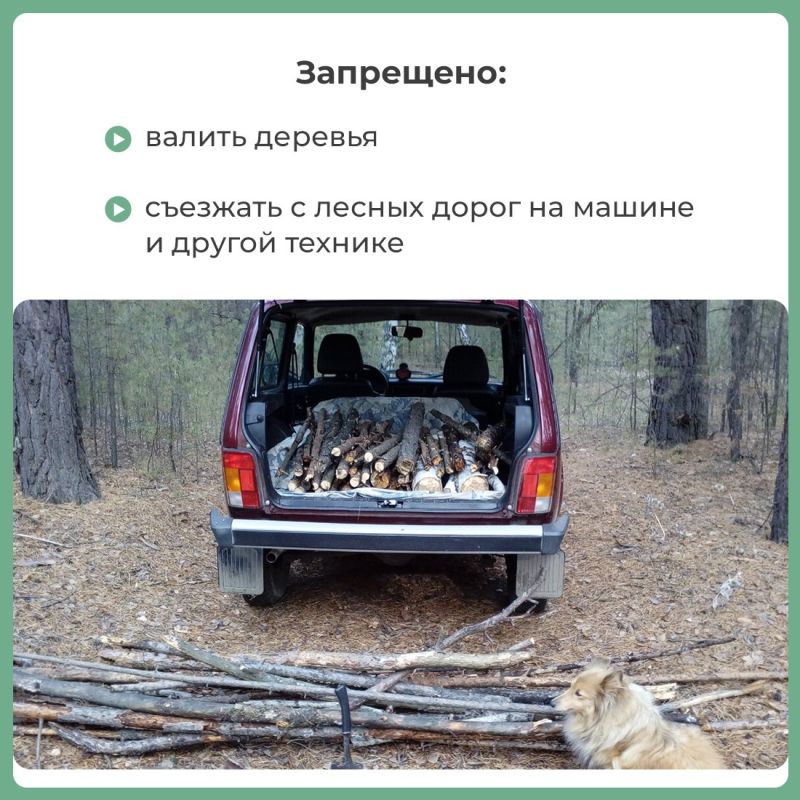 Валежник включён в перечень недревесных лесных ресурсов и его можно собирать в любом количестве для собственных нужд Валежник включён в перечень недревесных лесных ресурсов и его можно собирать в любом количестве для собственных нужд