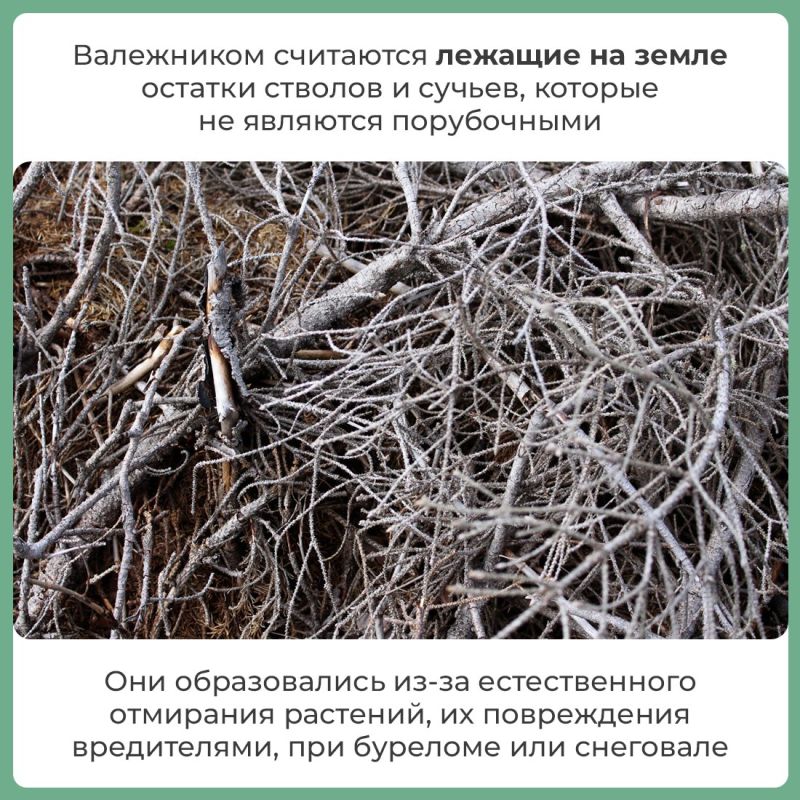 Валежник включён в перечень недревесных лесных ресурсов и его можно собирать в любом количестве для собственных нужд Валежник включён в перечень недревесных лесных ресурсов и его можно собирать в любом количестве для собственных нужд