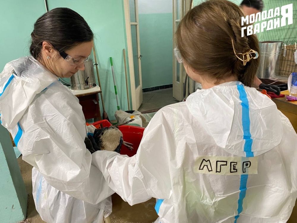 «Молодая Гвардия» Ялты продолжает спасательную операцию по ликвидации последствий экологической катастрофы в Черном море! «Молодая Гвардия» Ялты продолжает спасательную операцию по ликвидации последствий экологической катастрофы в Черном море!