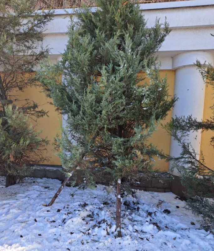 В парках и скверах Симферополя продолжается устранение последствий снегопада В парках и скверах Симферополя продолжается устранение последствий снегопада