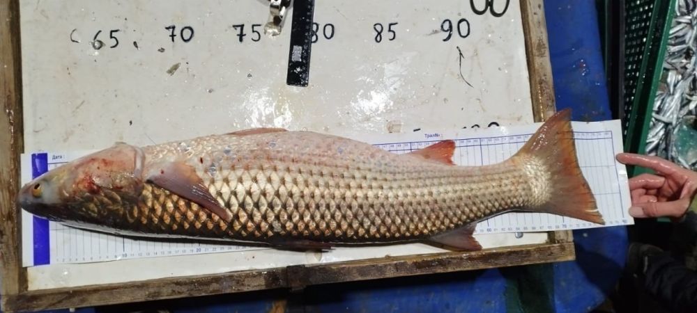 В Азовском море увеличилась популяция пиленгаса В Азовском море увеличилась популяция пиленгаса
