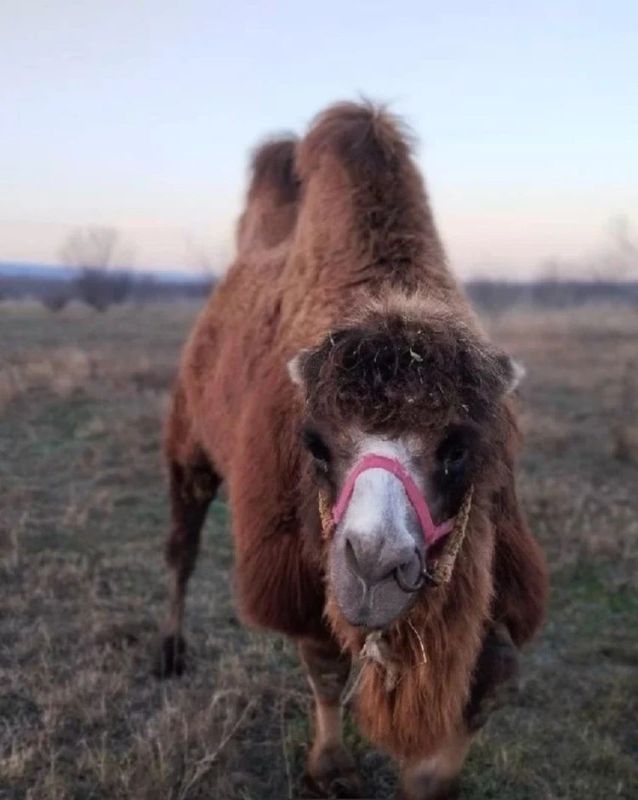 ������ ������� ���������, ��� ��� ���������, ����� ������� ��������