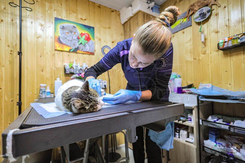 Спасенная кошка Муся, которая долгие годы жила на территории "Ласточкиного гнезда" в Крыму и была сброшена со смотровой площадки на скалы, проходит лечение Спасенная кошка Муся, которая долгие годы жила на территории "Ласточкиного гнезда" в Крыму и была сброшена со смотровой площадки на скалы, проходит лечение