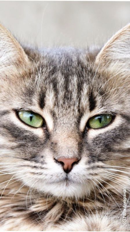 Котообои на ваш телефон ко дню кошек в России Котообои на ваш телефон ко дню кошек в России