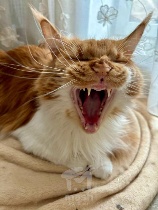 Хвастаться нехорошо, но если котами, то можно Хвастаться нехорошо, но если котами, то можно