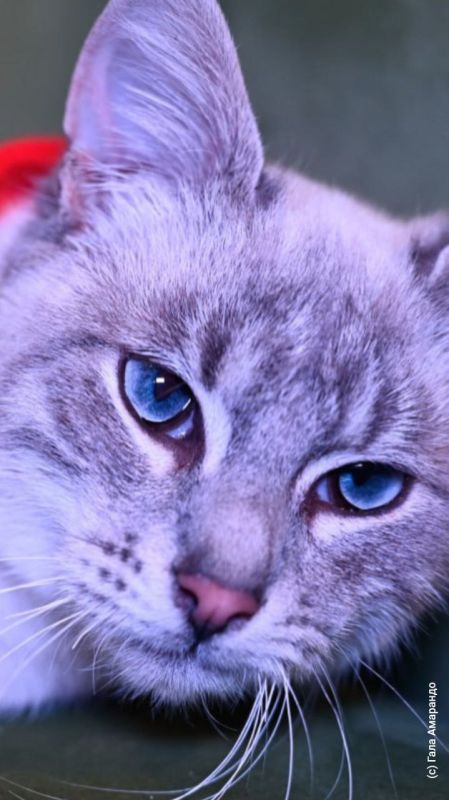 Котообои на ваш телефон ко дню кошек в России Котообои на ваш телефон ко дню кошек в России