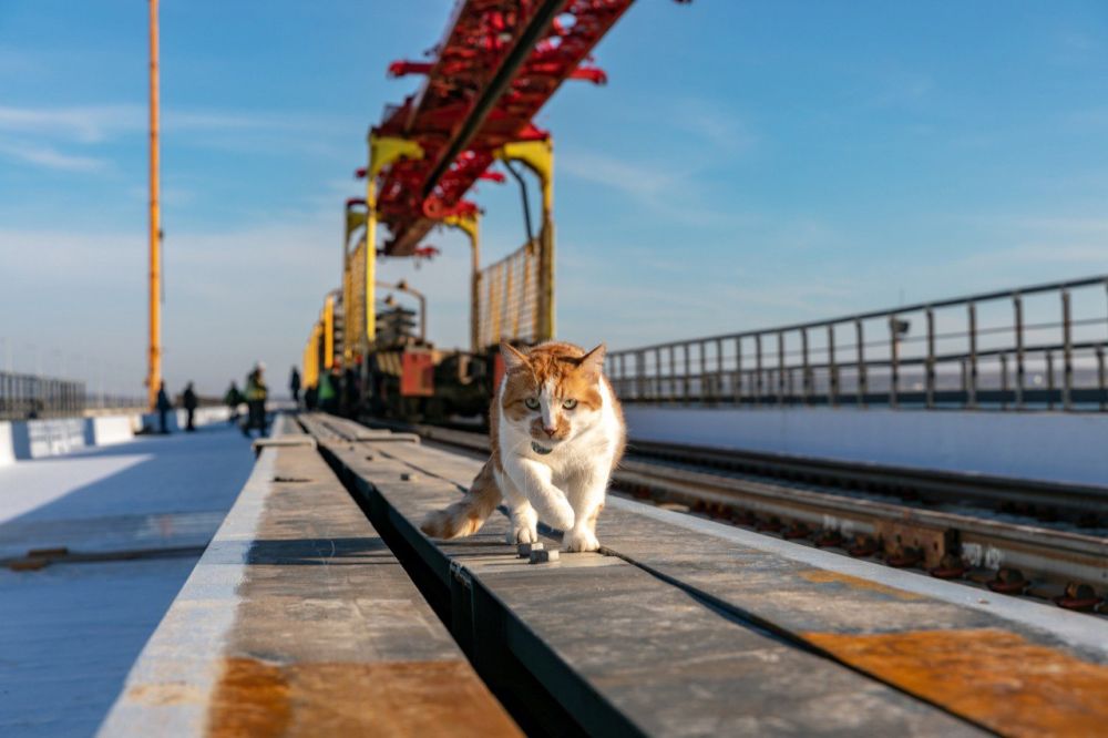 1 марта в России отмечается День кошек 1 марта в России отмечается День кошек