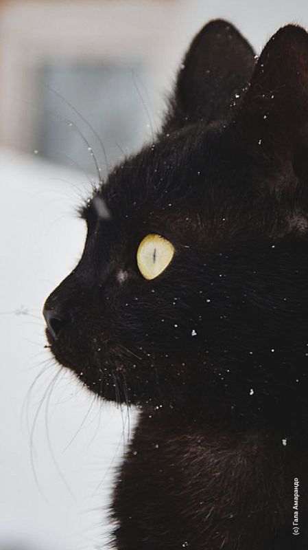 Котообои на ваш телефон ко дню кошек в России Котообои на ваш телефон ко дню кошек в России