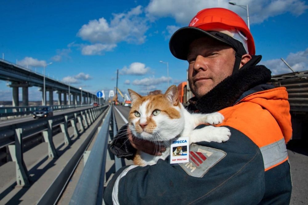 1 марта в России отмечается День кошек 1 марта в России отмечается День кошек