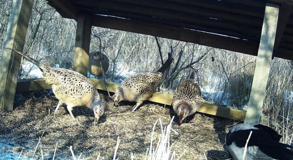 ����� �������������: ����� � ���������. ���������� ����� ���������������� ���������� � ��� �� ��������������� ������������� ��������� � ��� �� �����һ - ������������� ����� �������� � �������� ���� (����� ������ ������ -...