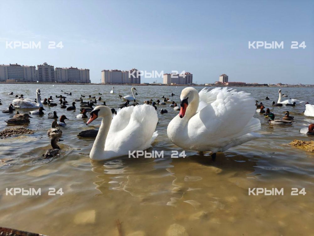 В Евпатории краснокнижную птицу выпустили в дикую природу после реабилитации В Евпатории краснокнижную птицу выпустили в дикую природу после реабилитации