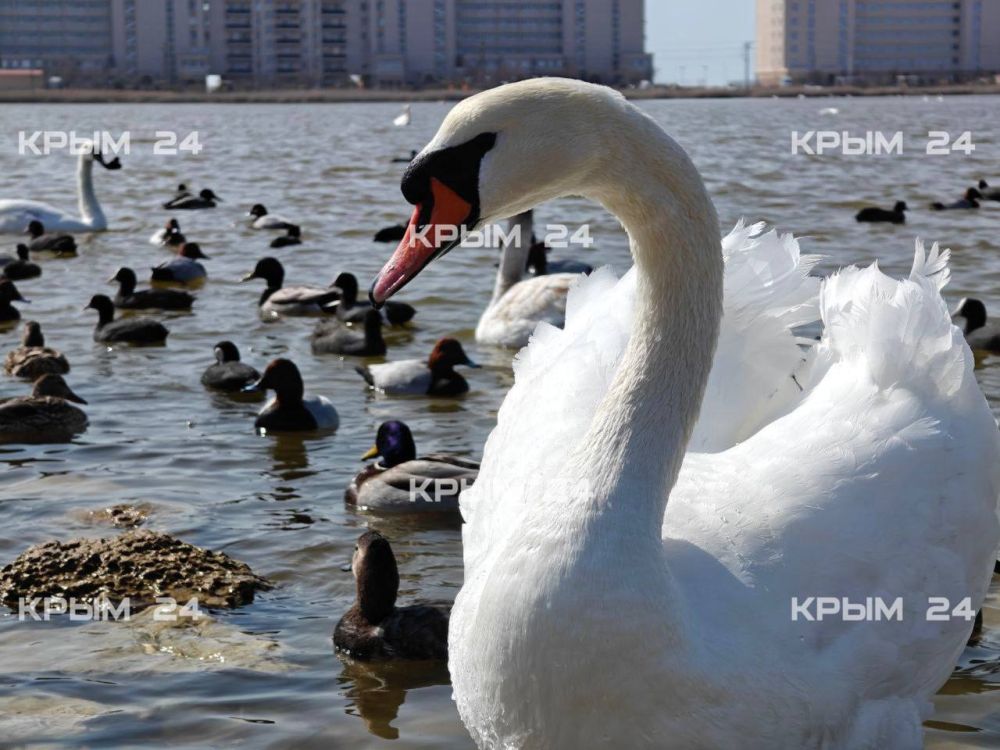 В Евпатории краснокнижную птицу выпустили в дикую природу после реабилитации В Евпатории краснокнижную птицу выпустили в дикую природу после реабилитации