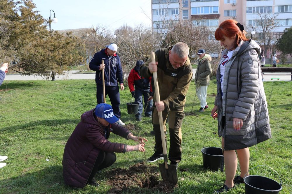 В Феодосии высадили саженцы кипарисов В Феодосии высадили саженцы кипарисов