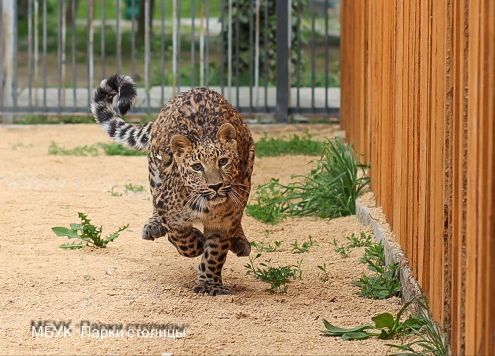 Друзья, несмотря на проводимую реконструкцию, аттракционы, зооуголок и научная площадка в Детском парке продолжают свою работу! Друзья, несмотря на проводимую реконструкцию, аттракционы, зооуголок и научная площадка в Детском парке продолжают свою работу!