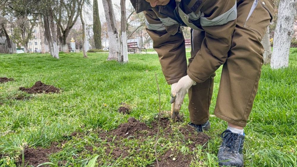 Сотрудники зеленхоза приступили к очередному этапу весеннего озеленения города - высадке молодых деревьев Сотрудники зеленхоза приступили к очередному этапу весеннего озеленения города - высадке молодых деревьев