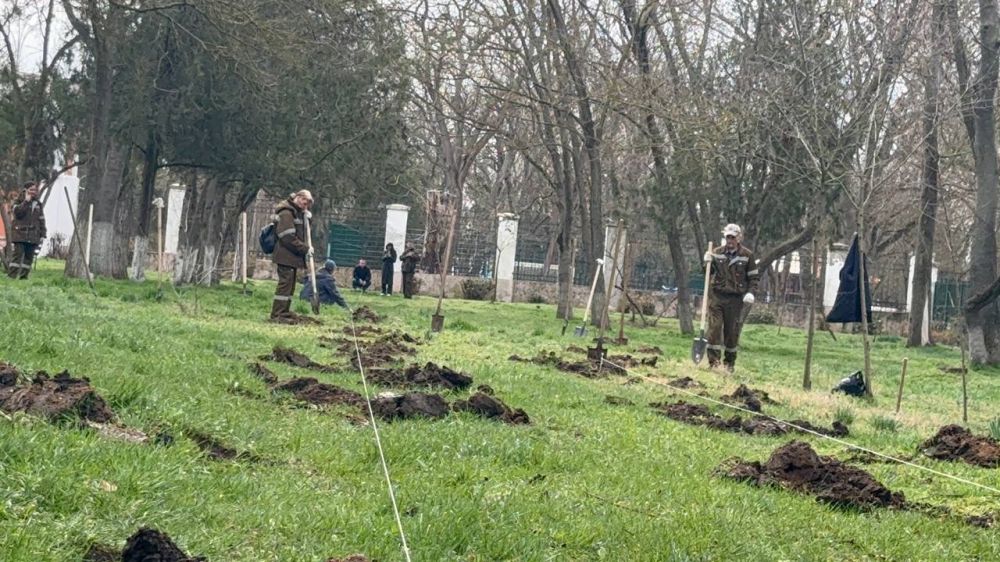 Сотрудники зеленхоза приступили к очередному этапу весеннего озеленения города - высадке молодых деревьев Сотрудники зеленхоза приступили к очередному этапу весеннего озеленения города - высадке молодых деревьев