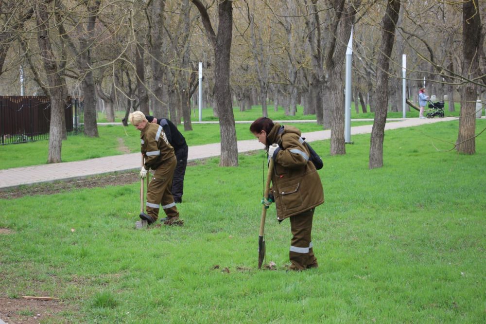Сотрудники зеленхоза продолжают работы по высадке молодых деревьев, переданных городу Министерством экологии Республики Крым Сотрудники зеленхоза продолжают работы по высадке молодых деревьев, переданных городу Министерством экологии Республики Крым