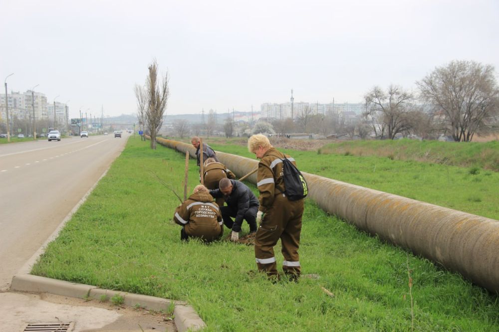 В Керчи ежедневно проводятся работы по озеленению городских территорий, сносу и кронированию деревьев, покосу травы В Керчи ежедневно проводятся работы по озеленению городских территорий, сносу и кронированию деревьев, покосу травы