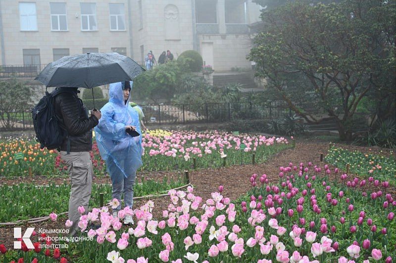 И немного фоточек с самого мокрого Парада тюльпанов в Крыму за последние годы И немного фоточек с самого мокрого Парада тюльпанов в Крыму за последние годы