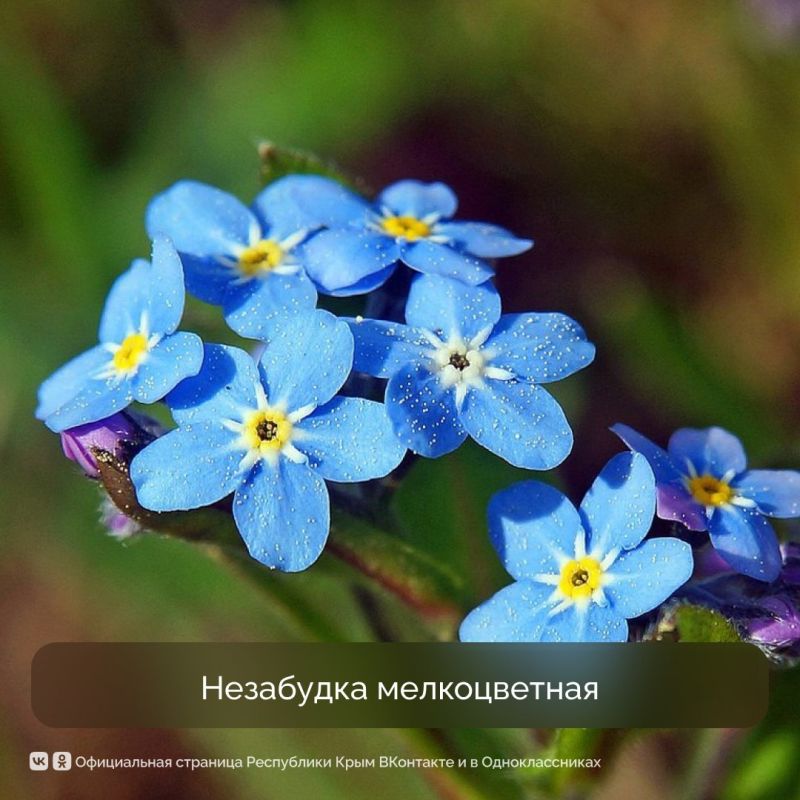 Весна традиционно радует нас буйством красок Весна традиционно радует нас буйством красок