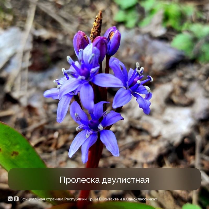 Весна традиционно радует нас буйством красок Весна традиционно радует нас буйством красок