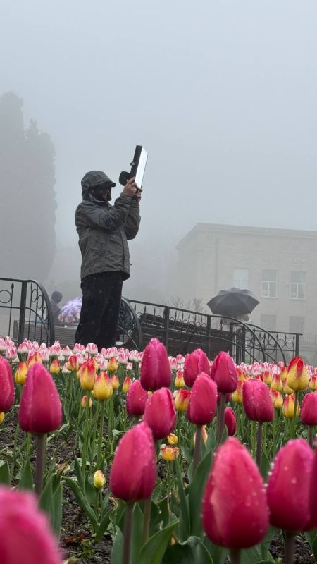 Никита Васильев: Парад тюльпанов!. Накануне в Крыму открылся очередной парад тюльпанов Никита Васильев: Парад тюльпанов!. Накануне в Крыму открылся очередной парад тюльпанов