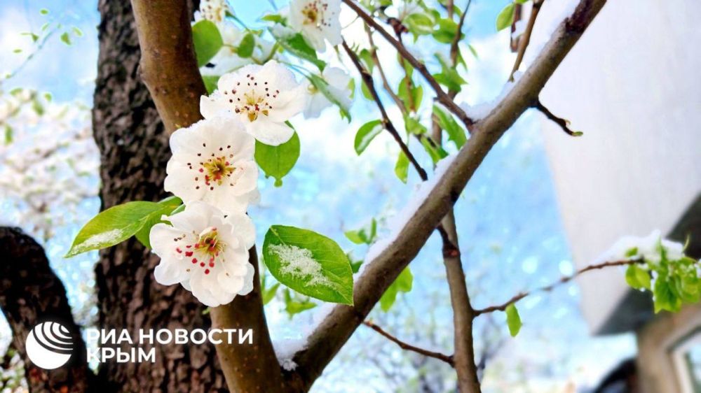 Красивое апрельское утро на полуострове – в фотоленте от РИА Новости Крым Красивое апрельское утро на полуострове – в фотоленте от РИА Новости Крым